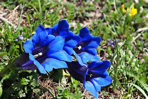 gentian plant.